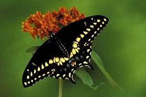 Michigan, Rochester. American Eastern Black Swallowtail (Papilio polyxenes)
