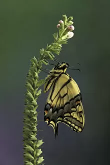 Michigan, Rochester. Eastern Tiger Swallowtail (Papillio glaucus)