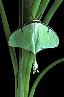 Michigan, Rochester. Luna moth on Cat Tail (Actias luna)