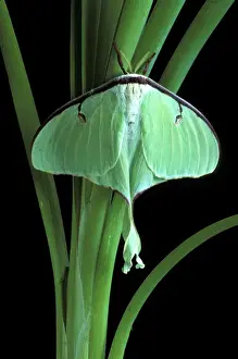 Stem Prints: Michigan, Rochester. Luna moth on Cat Tail (Actias luna)