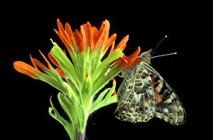 Michigan, Rochester. Painted Lady on Indian Paintbrush (Cynthia cardui / Castilleja
