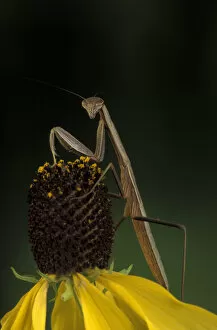 Michigan, Rochester. Praying Mantis on Gray-headed Cone Flower (Mantis religiosa /