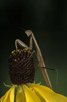 Claudia Adams Prints: Michigan, Rochester. Praying Mantis on Gray-headed Cone Flower (Mantis religiosa /
