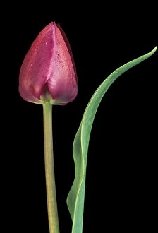 Michigan, Rochester. Single tulip stem, Maplethorpe style