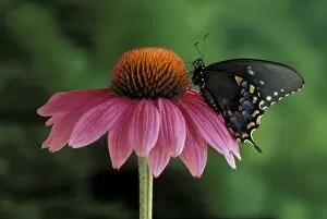 Michigan, Rochester. Spicebush Swallowtail on Mullin (Papilio troilus)
