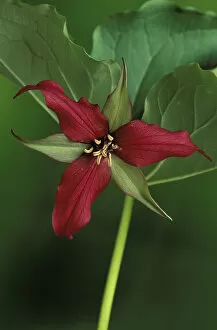 Michigan, St. Clair County Wildlife Preserve. Single Red Trillium (Trillium erectum)