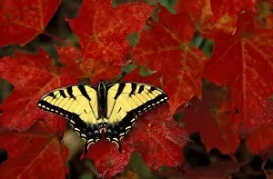 Michigan, Wetmore. Tiger Swallowtail on maple leaves (pterourus glaucus)