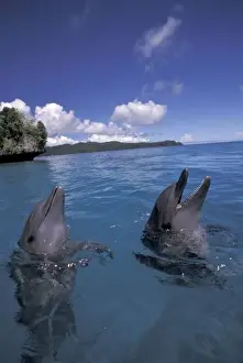 Sea Animal Prints: Micronesia, Palau Bottlenose dolphins (Tursiops truncatus)