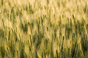 Mid Growth Prints: Mid growth wheat field near Potlatch Idaho