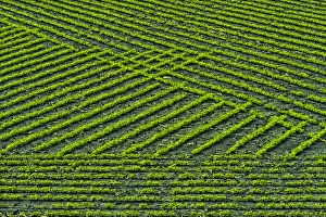 Graphic Prints: Mid-north Indiana. Field patterns formed by crops
