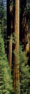 Greg Probst Prints: Mid section of Giant Sequoia trees in Sequoia Kings Canyon National Park, California