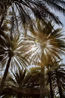 Images Dated 16th January 2017: Midday sun in Palm Trees. Oman