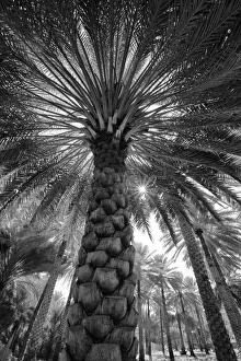 Midday sun in Palm Trees. Oman