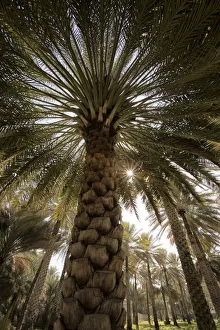 Images Dated 16th January 2017: Midday sun in Palm Trees. Oman