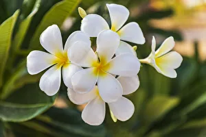 Images Dated 9th March 2021: Middle East, Arabian Peninsula, Oman, Muscat, Quriyat. Plumeria blossoms in a garden