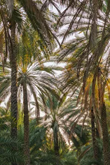 Images Dated 9th March 2021: Middle East, Arabian Peninsula, Oman, Ad Dakhiliyah, Nizwa. Palm trees in Nizwa, Oman