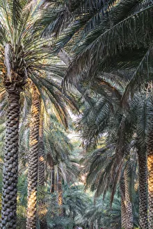 Images Dated 9th March 2021: Middle East, Arabian Peninsula, Oman, Ad Dakhiliyah, Nizwa. Palm trees in Nizwa, Oman