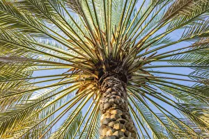 Images Dated 9th March 2021: Middle East, Arabian Peninsula, Oman, Ad Dakhiliyah, Nizwa