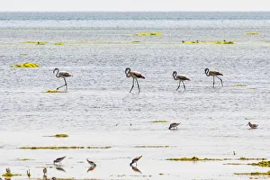 Prints of Middle East, Arabian Peninsula, Al Batinah South, Mahout. Flamingos and sea birds in a coastal marsh in Oman Asia Prints: Middle East, Arabian Peninsula, Al Batinah South, Mahout