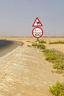 Images Dated 11th October 2021: Middle East, Arabian Peninsula, Al Batinah South. Camel crossing