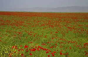 Mustard Prints: Middle East Turkey With red Poppies in the fields as we head West to the City of
