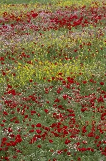 Middle East Turkey Springtime with Red Poppies and Yellow Mustrad in the Landscape