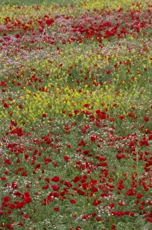 Middle East Turkey Springtime with Red Poppies and Yellow Mustrad in the Landscape