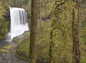 Silverton Prints: Middle Falls, Silver Falls State Park, Oregon