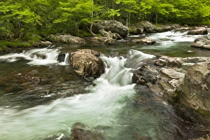Middle Prong Prints: Middle Fork of the Little Pigeon River, Great Smoky Mountains National Park, Tennessee
