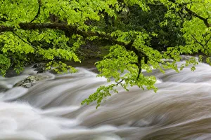 Prints of Middle Prong Little River in spring, Great Smoky Mountains National Park, Tennessee Images Dated 2020 May: Middle Prong Little River in spring, Great Smoky Mountains National Park, Tennessee