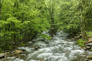 Flowing Prints: Middle Prong in spring, Great Smoky Mountains National Park, Tennessee