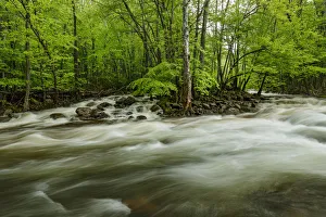 Images Dated 13th June 2018: Middle Prong in spring, Great Smoky Mountains National Park, Tennessee