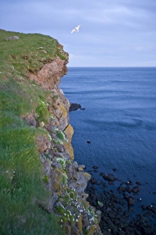 Images Dated 27th June 2007: Midnight sun on the cliff at Latrabjerg, Iceland