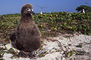 Rick A Brown Prints: Midway Atoll National Wildlife Refuge, a Laysan Albatross chick (Phoebastria immutabilis)
