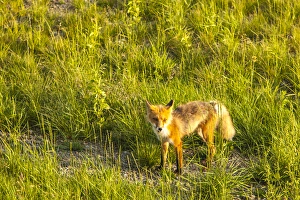 Red Fox Prints: At Midway Lake in the Tetlin National Wildlife Refuge, Southcentral Alaska