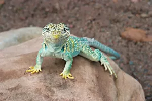 Images Dated 4th July 2004: Midwest USA, Collared lizard on rock, Crotaphytis collaris
