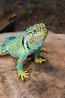 Images Dated 4th July 2004: Midwest USA, Collared lizard on rock, Crotaphytis collaris
