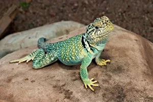 Images Dated 15th June 2006: Midwest USA, Collared lizard on rock, Crotaphytis collaris