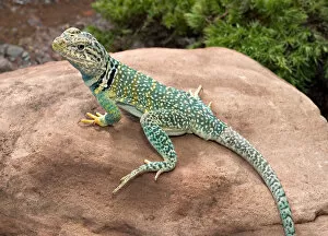 Images Dated 4th July 2004: Midwest USA, Collared lizard on rock, Crotaphytis collaris