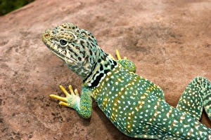 Images Dated 4th July 2004: Midwest USA, Collared lizard on rock, Crotaphytis collaris