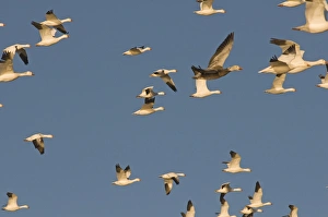 Geese Prints: Migrating snow geese, Chen caerulescens