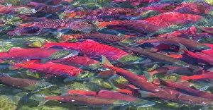 USA, North America, Alaska Gallery: Migrating sockeye salmon, Katmai National Park, Alaska, USA