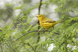 Migrating Prints: Migrating Yellow warbler, South Padre Island, Texas