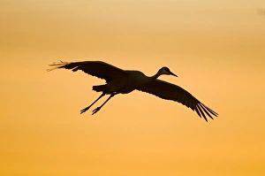 Steve Kazlowski Prints: A migratory sandhill crane, grus canadensis, comes in for a landing in a pond