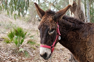 Burro Prints: Mijas, Spain. Donkeys at a local animal rescue sanctuary