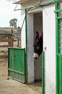Burro Prints: Mijas, Spain. Donkeys at a local animal rescue sanctuary