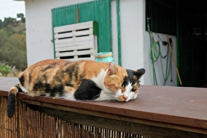 Images Dated 8th March 2024: Mijas, Spain. Feral farm cat