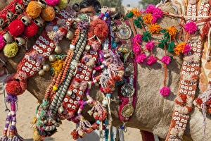 Images Dated 1st February 2015: Military on decorated camels. Festival parade. Desert festival. Jaisalmer. Rajasthan