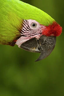 Images Dated 20th July 2006: Military macaw (Ara militaris) CAPTIVE Amazon Rain Forest. ECUADOR. South America