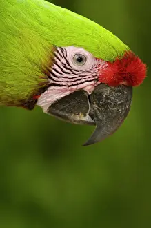 Military macaw (Ara militaris) CAPTIVE Amazon Rain Forest. ECUADOR. South America